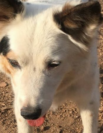 Mountain Parks Veterinary Hospital