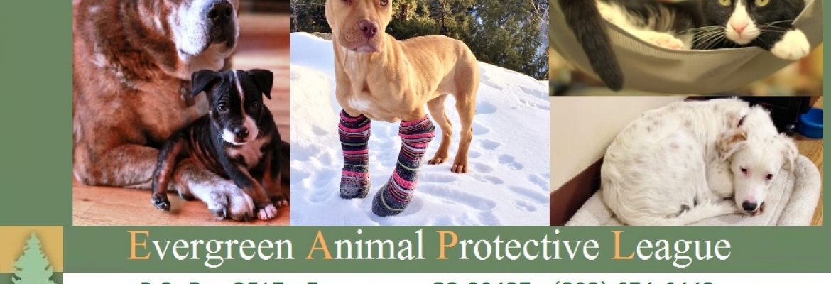 Evergreen Animal Protective League