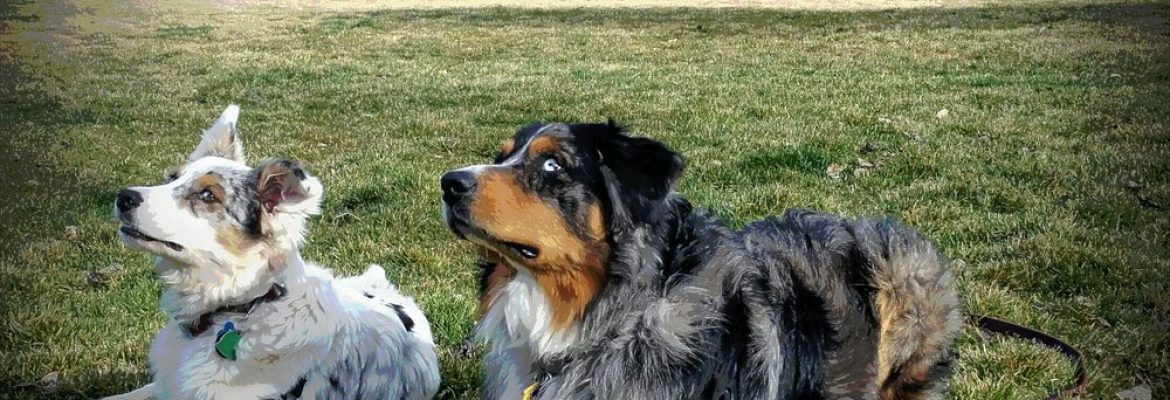 Friends for Life Holistic Pet Training