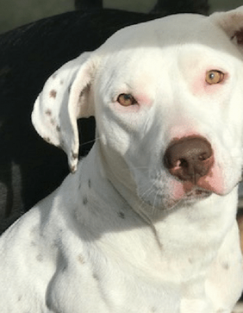 Mountain Parks Veterinary Hospital