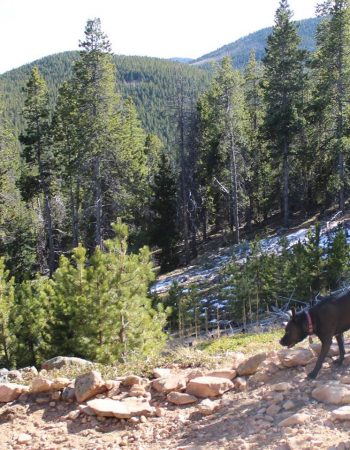 Koa’s House Pet Supplies