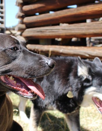 Koa’s House Pet Supplies