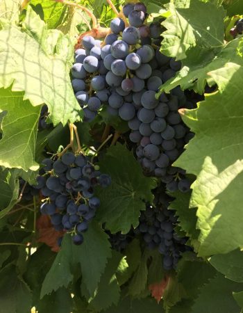 Creekside Cellars, LLC.