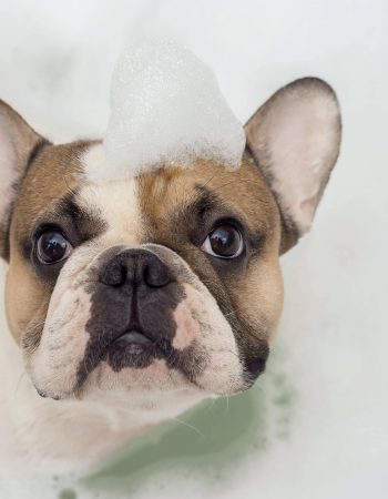 Mountain Parks Veterinary Hospital