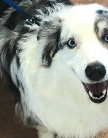 Mountain Parks Veterinary Hospital