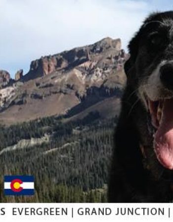 Chow Down Pet Supplies