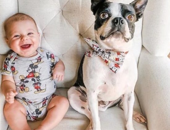 Above & Beyond Pet Care Services