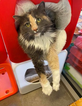 Chow Down Pet Supplies