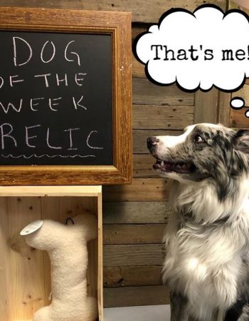 Koa’s House Pet Supplies