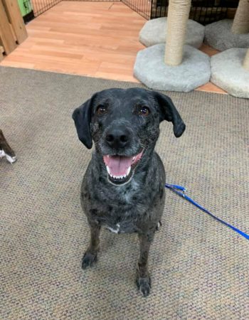 Chow Down Pet Supplies