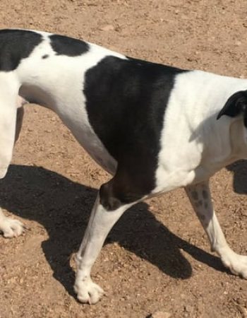 Mountain Parks Veterinary Hospital