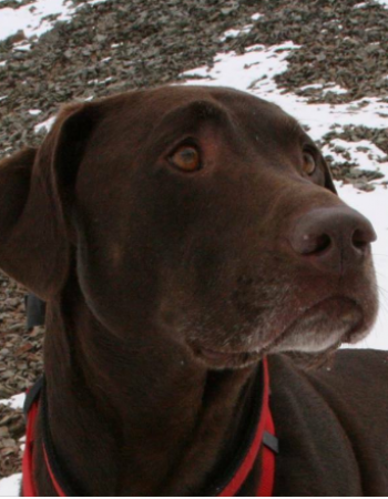 Koa’s House Pet Supplies