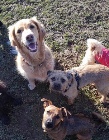 Friends of Evergreen Dog Park (FEDP)