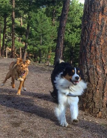 Friends of Evergreen Dog Park (FEDP)