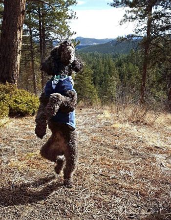 Friends of Evergreen Dog Park (FEDP)