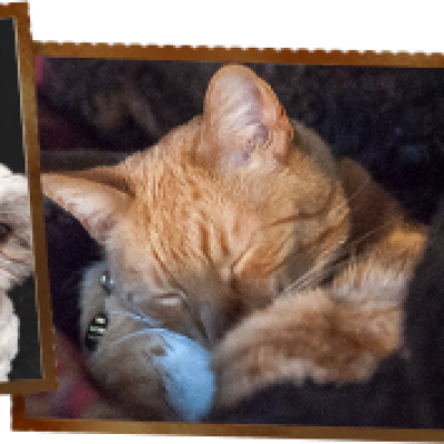 Family Veterinary Hospital