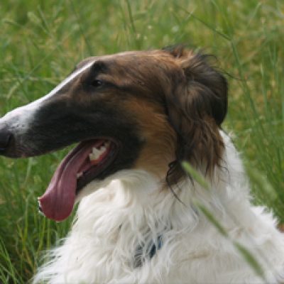 Family Veterinary Hospital