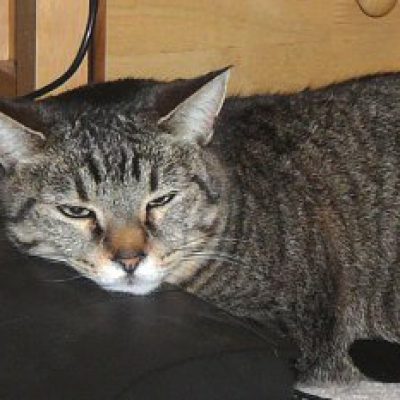 Family Veterinary Hospital