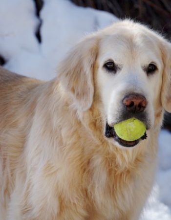 Friends of Evergreen Dog Park (FEDP)