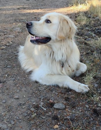 Friends of Evergreen Dog Park (FEDP)