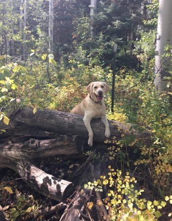 Friends of Evergreen Dog Park (FEDP)